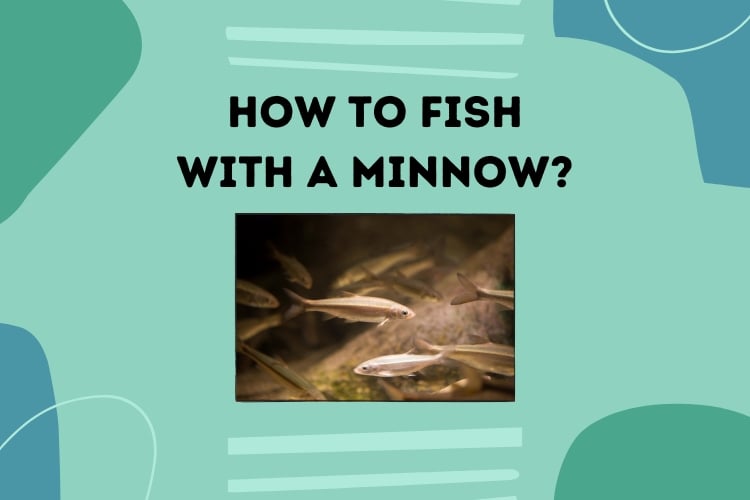 How to Fish With a Minnow