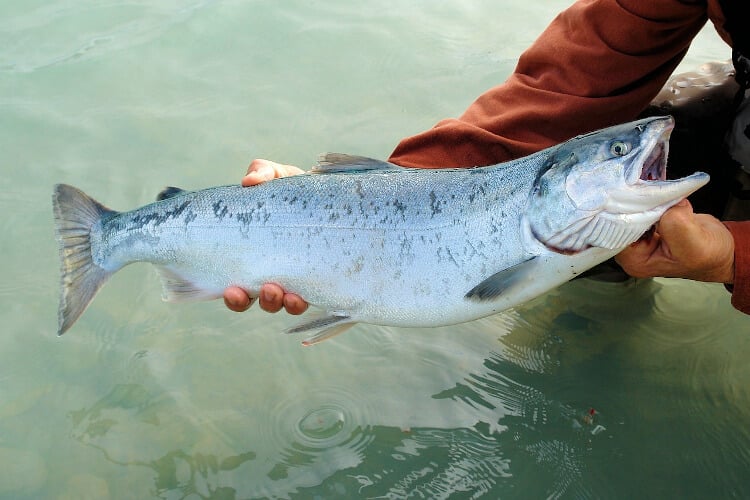 6 Best Bait for Salmon Fishing in the River - Buyers Guide