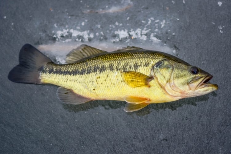 Ice Fishing for Bass: 10 BEST Tips of All Time!