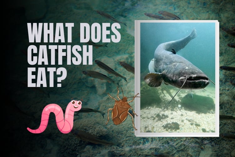 What Does Catfish Eat? Surprising Facts About Catfish Diet