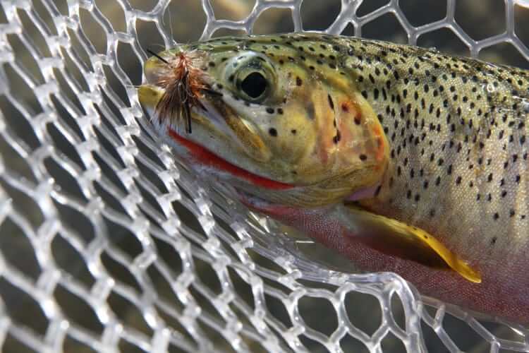 What is Fly Fishing